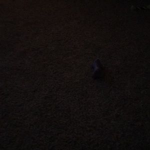 Meet your Posher, Carrie